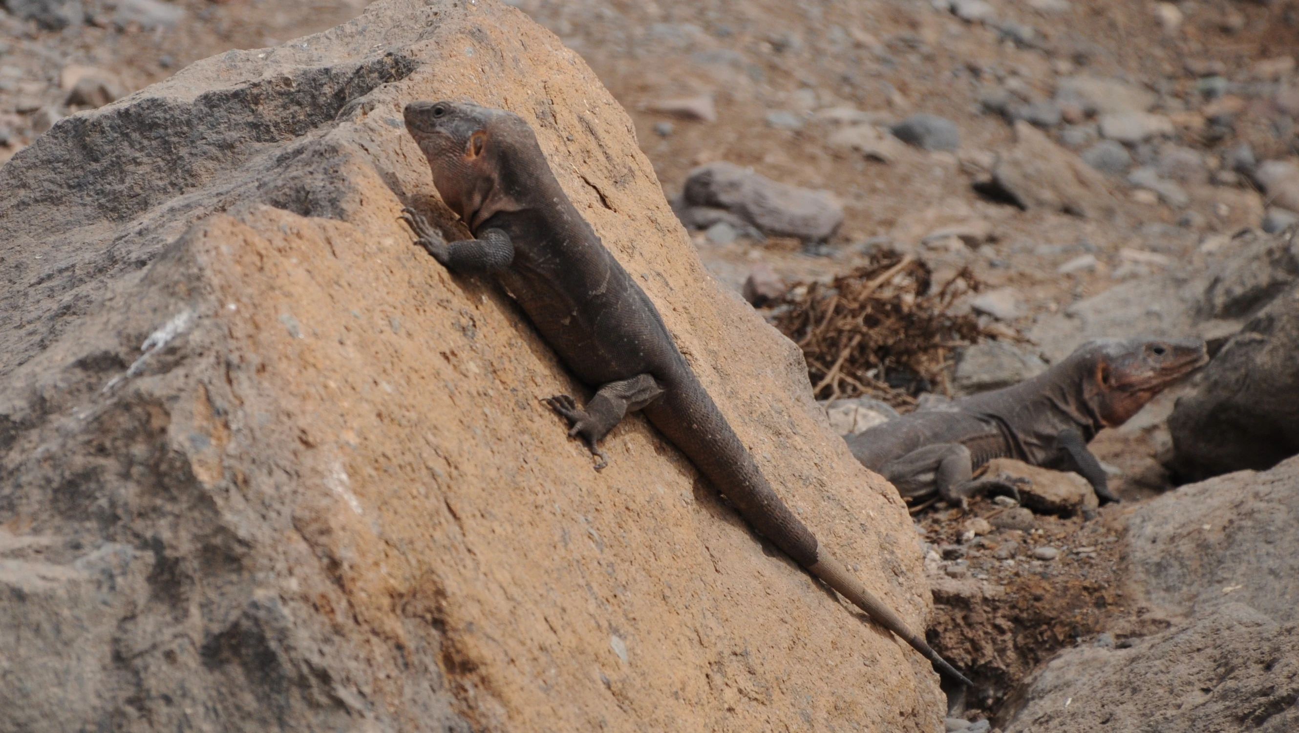 Żona w drugiej kolejności.