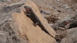 Żona w drugiej kolejności.