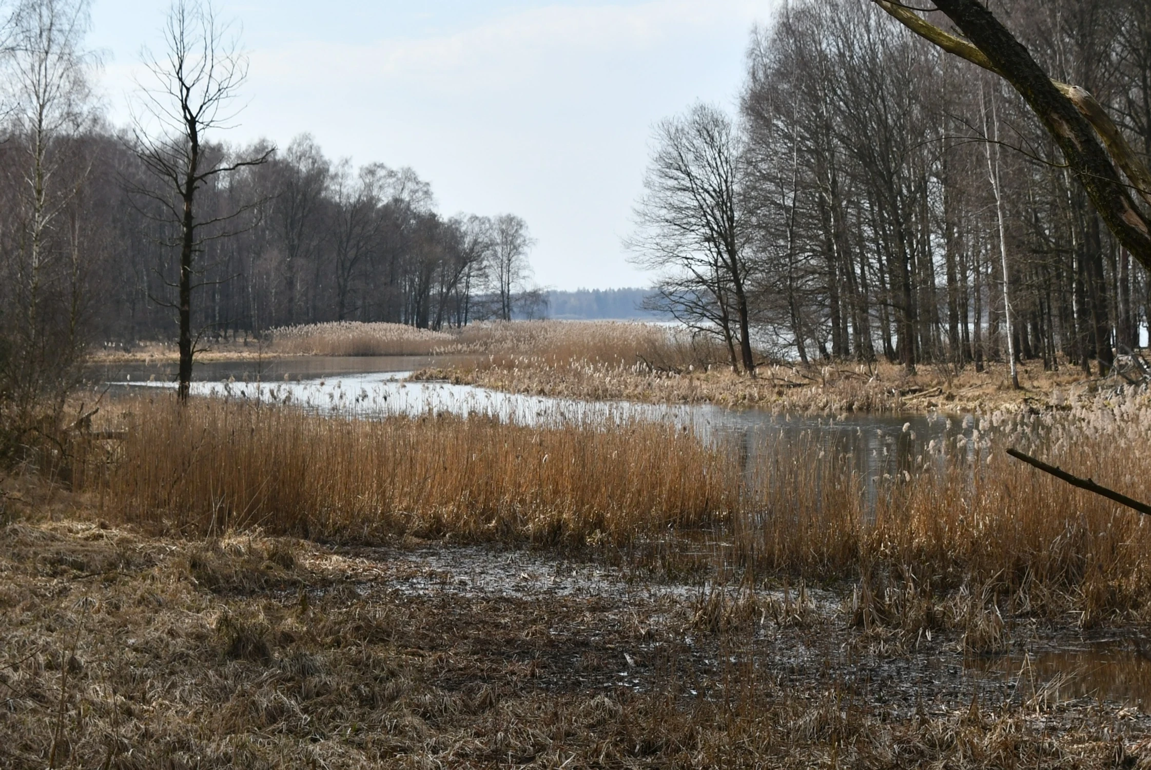 Niedługo się zazieleni.