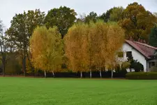 Brzózki