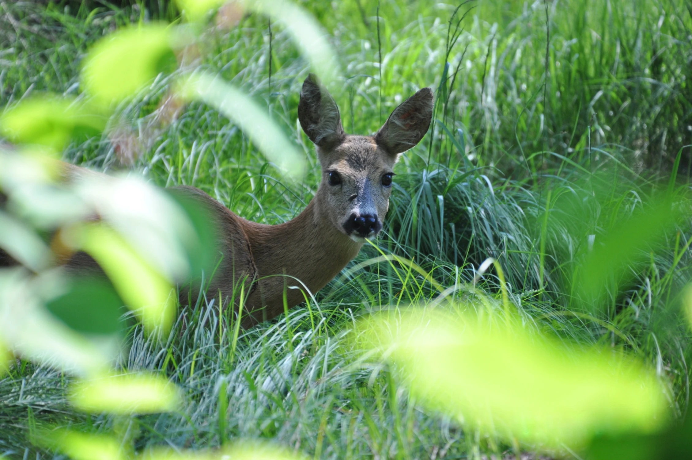 Ciekawość zwyciężyła