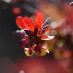 Wszystko kwitnie w koło.