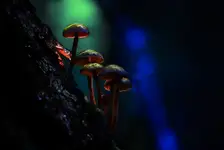Glow
