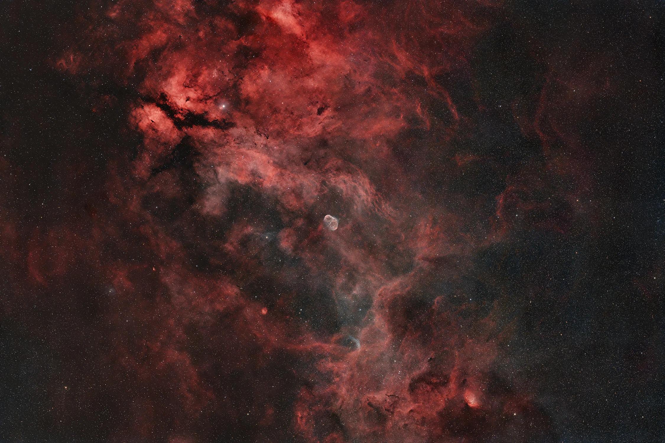 Mrówka na tle lasu.