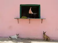 Pies najlepszym przjacielem.