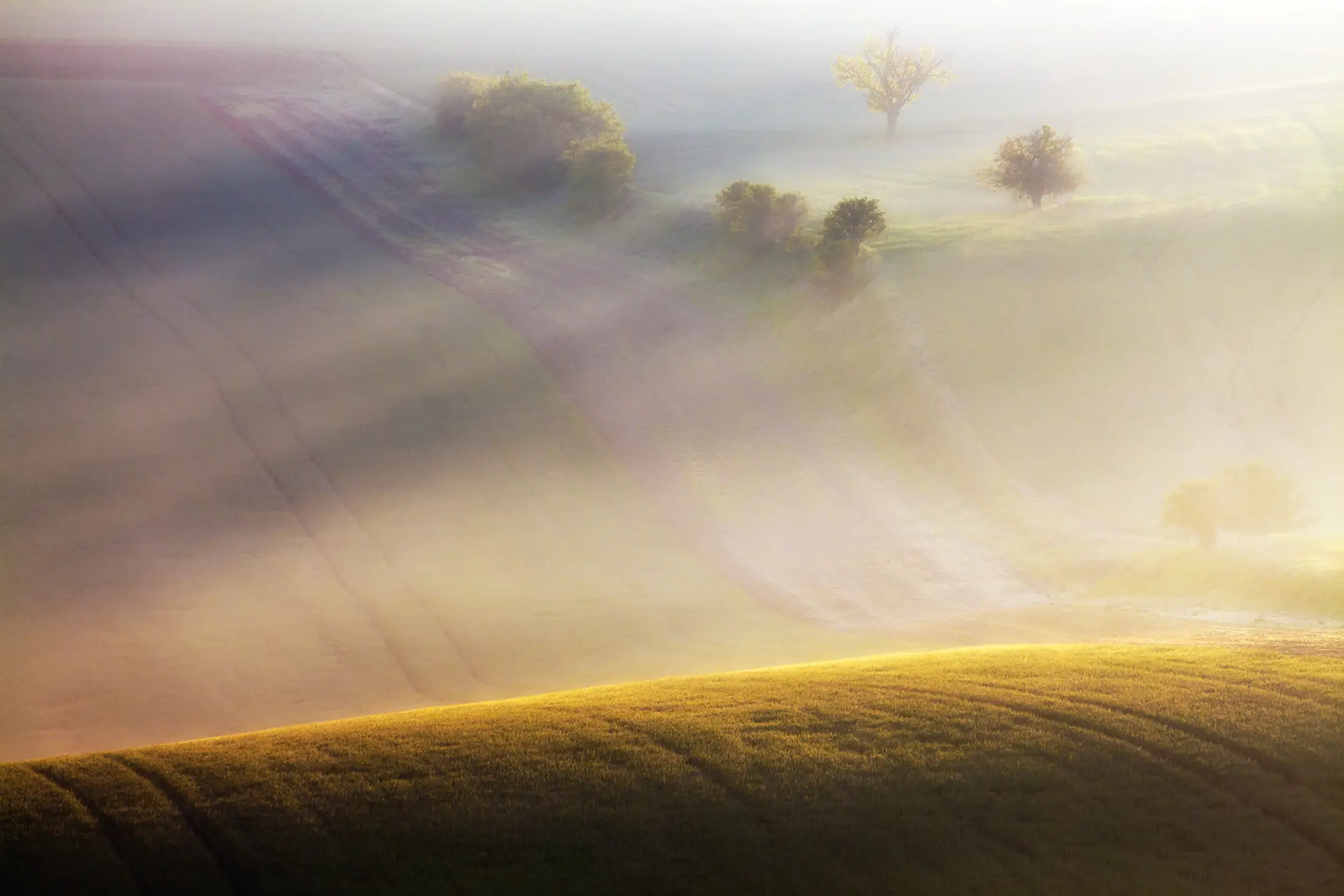 Polna fotografia. 