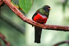 Trogon