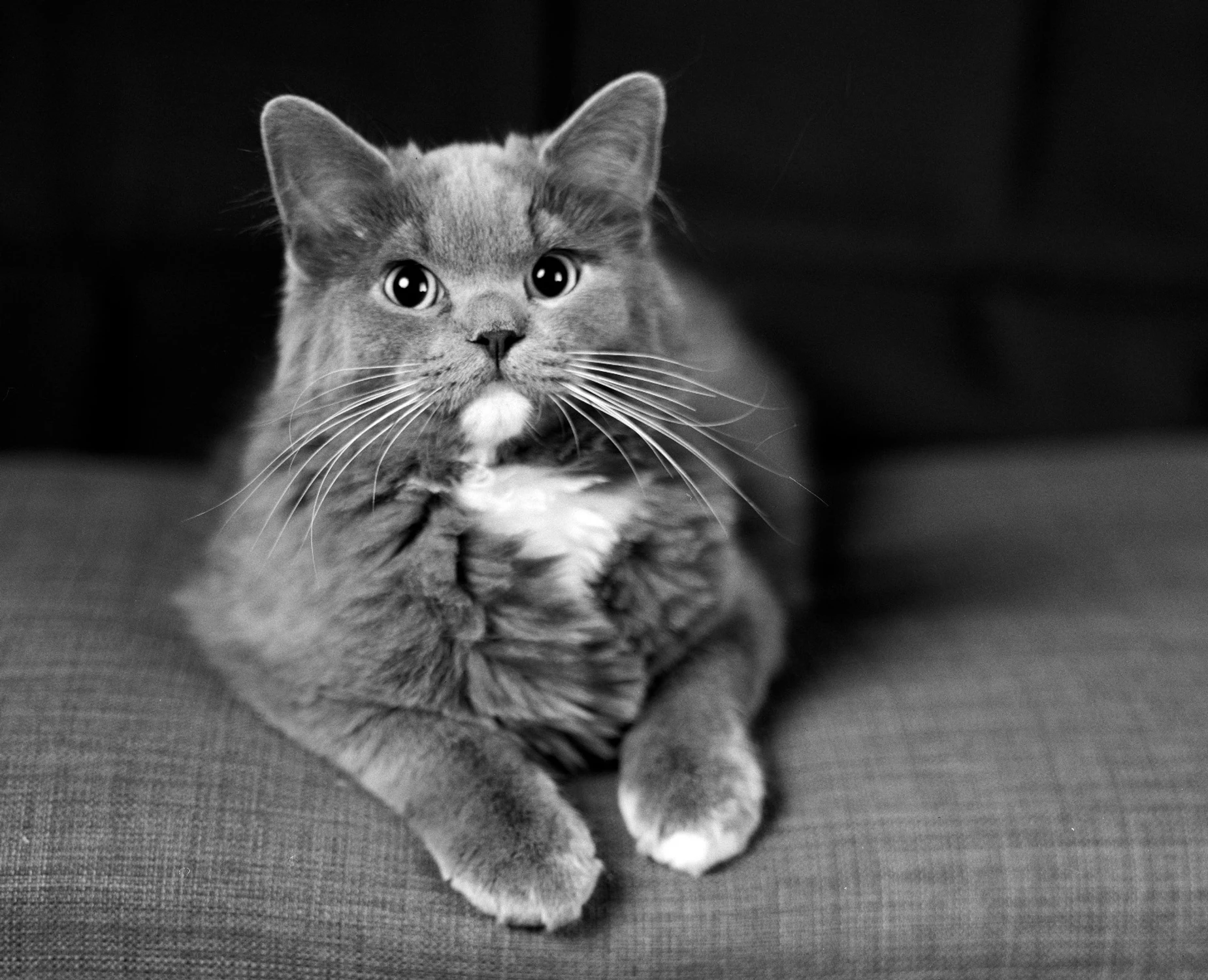 Teodor 