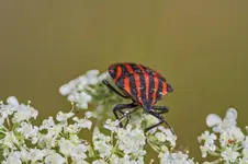 Strojnica baldaszkówka