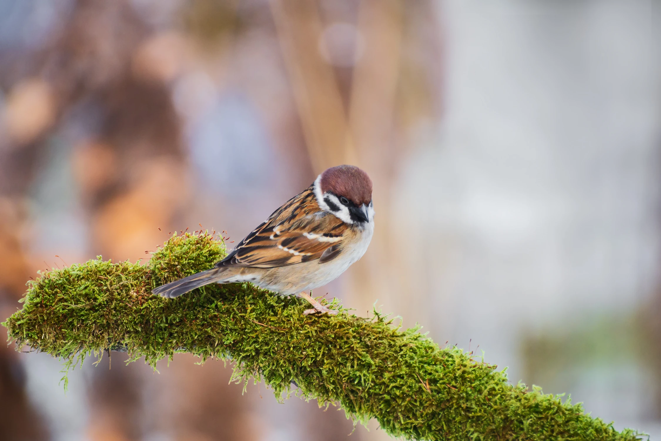 Mazurek