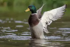 Kaczorek