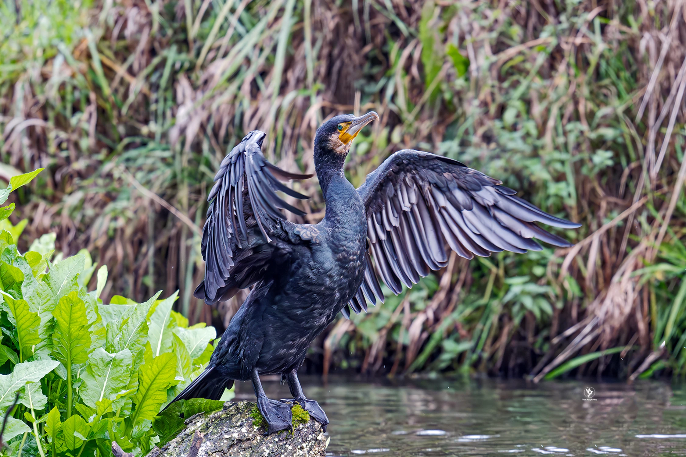 Kormoran