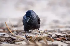 Kawka (zwyczajna)