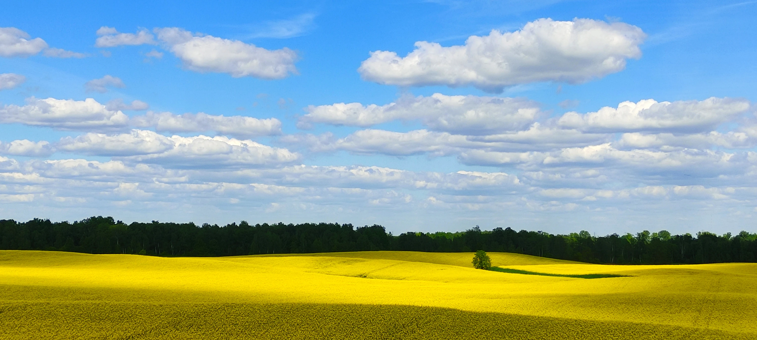 Niebiesko żółte 