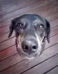NOS 
