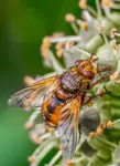 Rączyca rdzawa (Tachina fera).