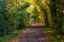 Jesienny tunel...