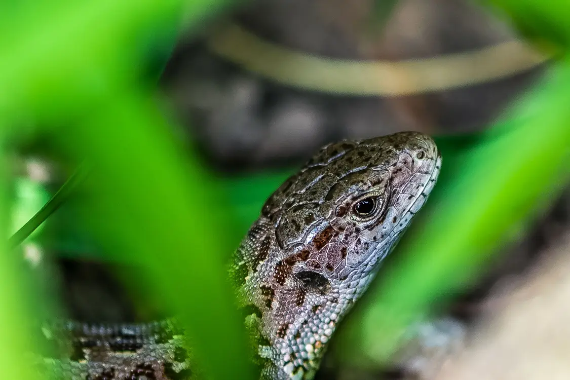sennik