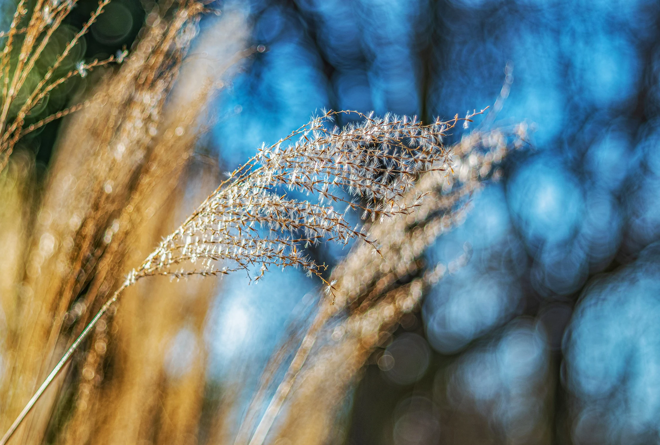 Chiński bokeh