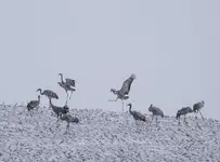 Hu hu ha Nasza Zima Zła