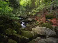 Łomnica