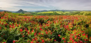 Pejzaż z siekiernicą