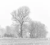 Białym puchem otulone