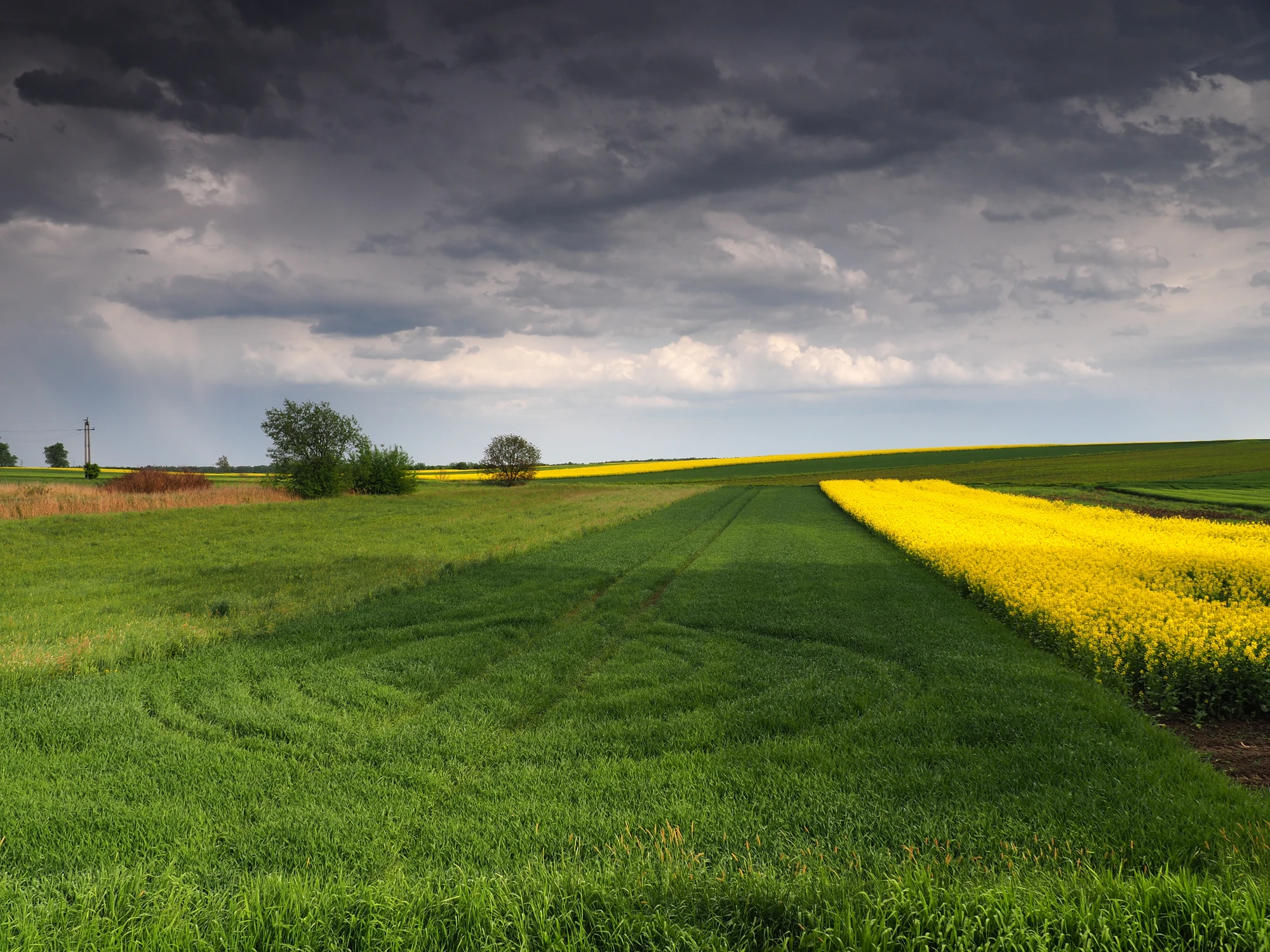 Łąka z kluczem.