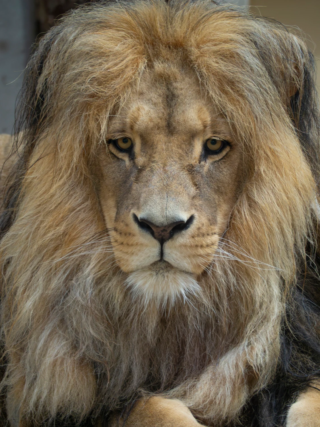Aslan