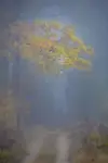 ***
