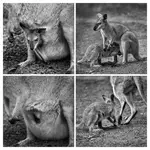 Nie ma to jak u mamy