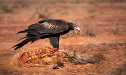 Outback lunch