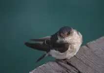 Przysiadł  sobie na brzegu molo