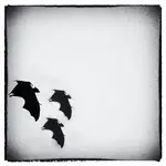 Bats