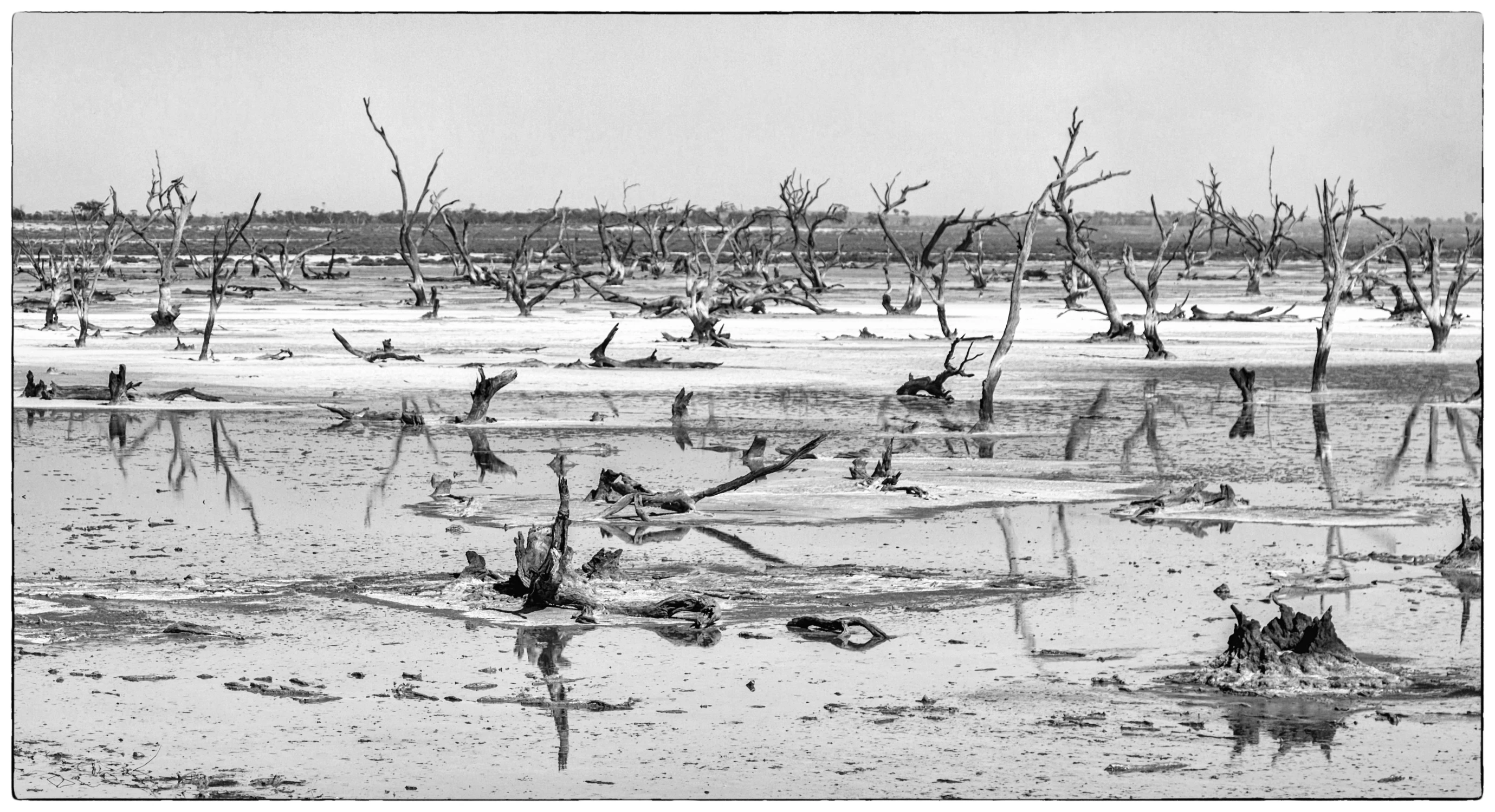 Gdzie drzewa umierają