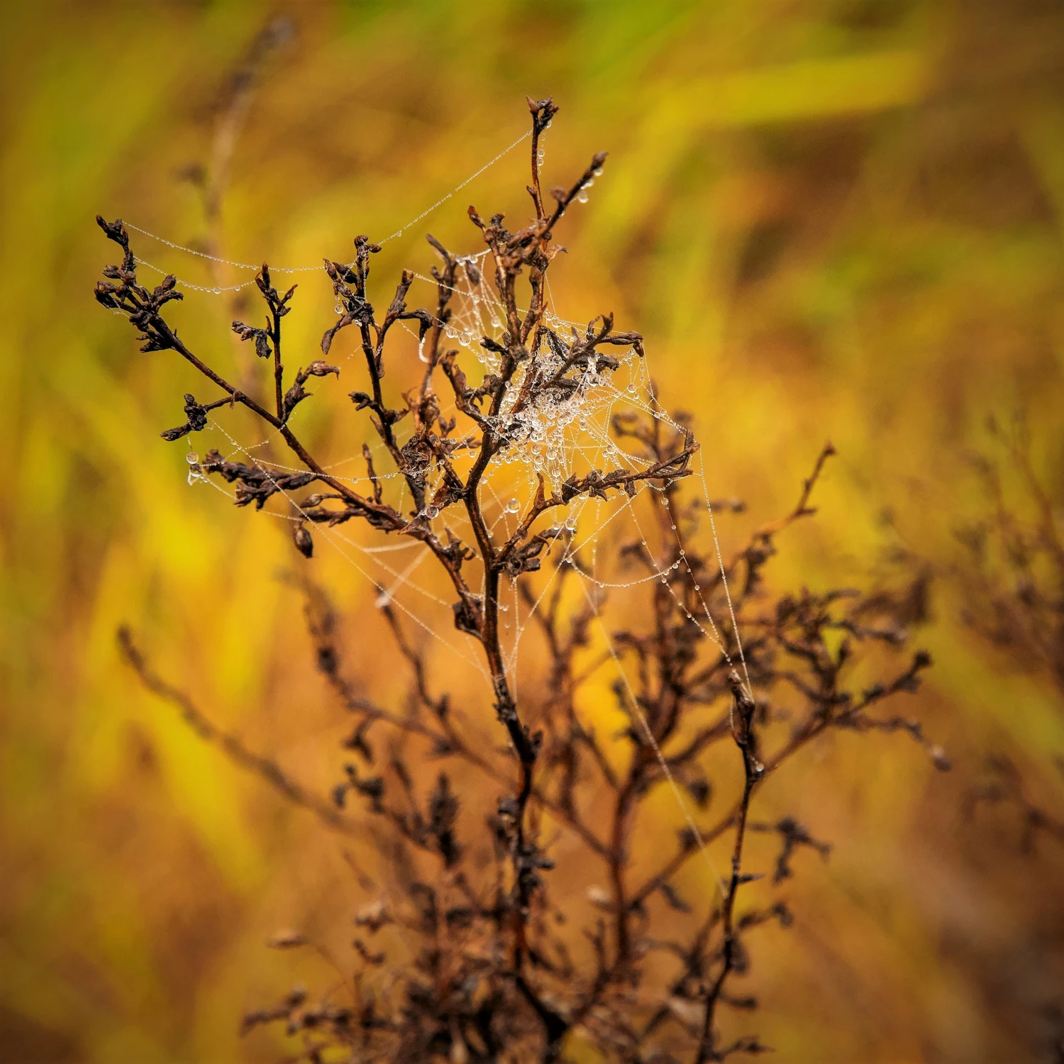 Poranne kropelki rosy