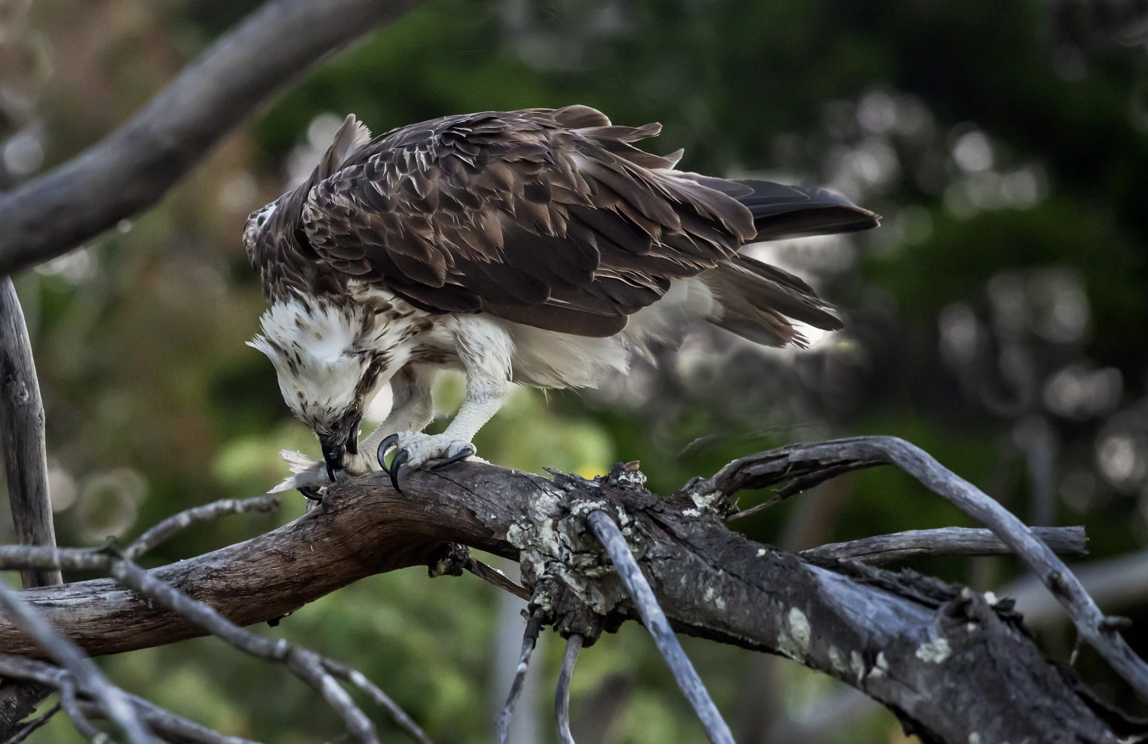 Rybołów australijski