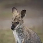 Kangurek