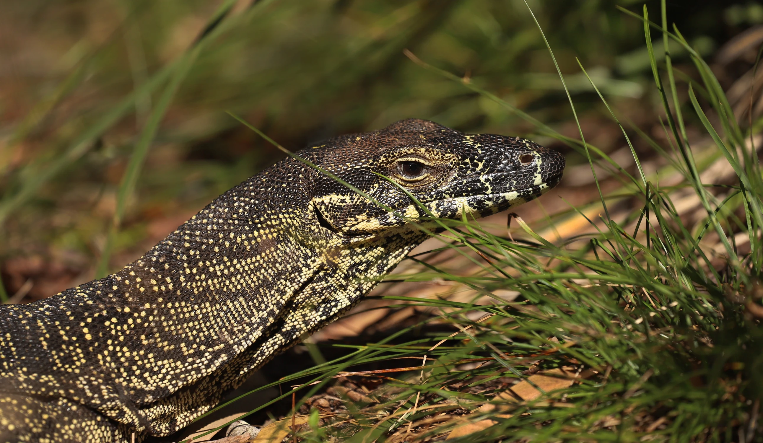 Goanna