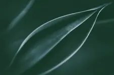 Agawa