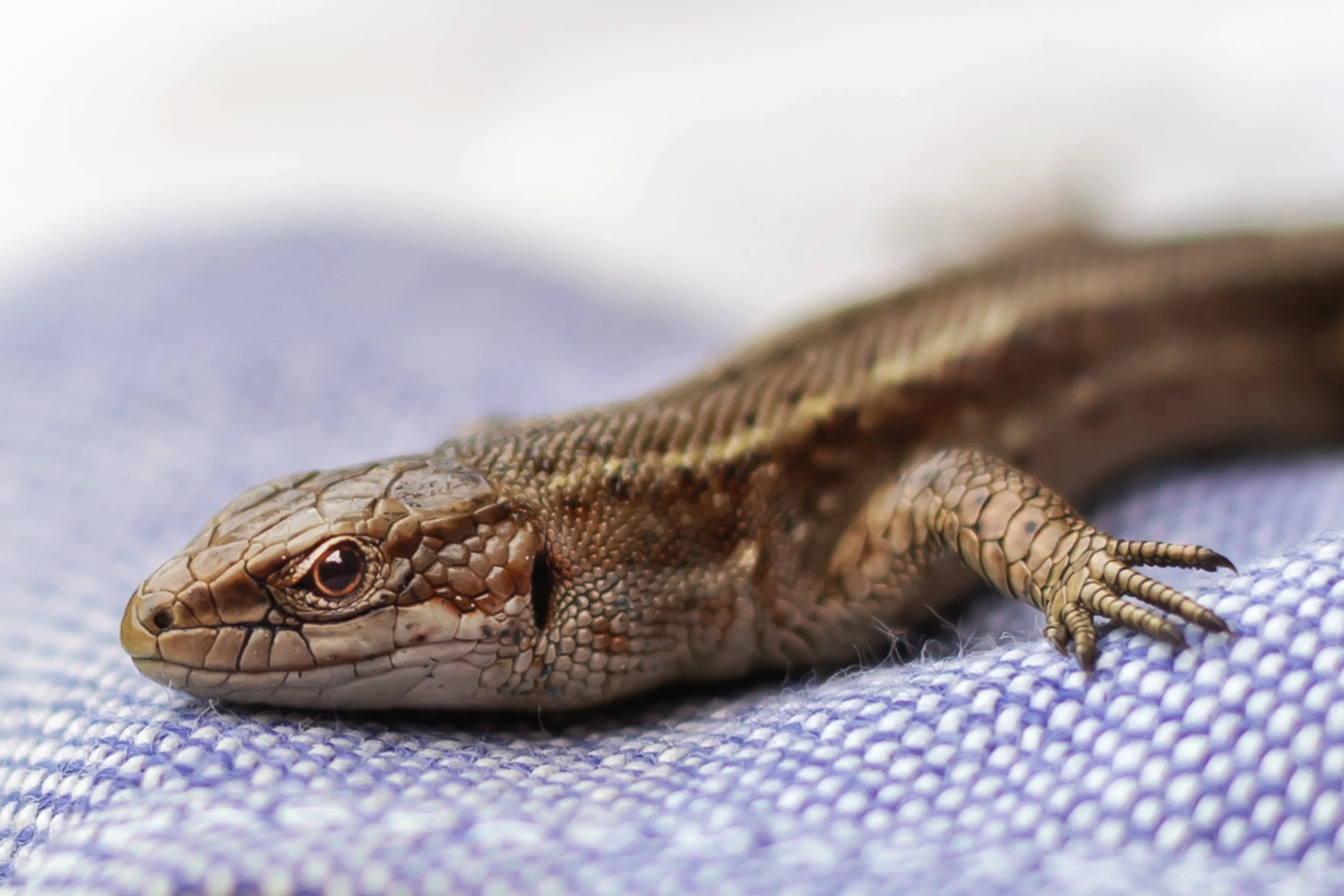 Dragon. 