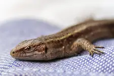 Dragon. 