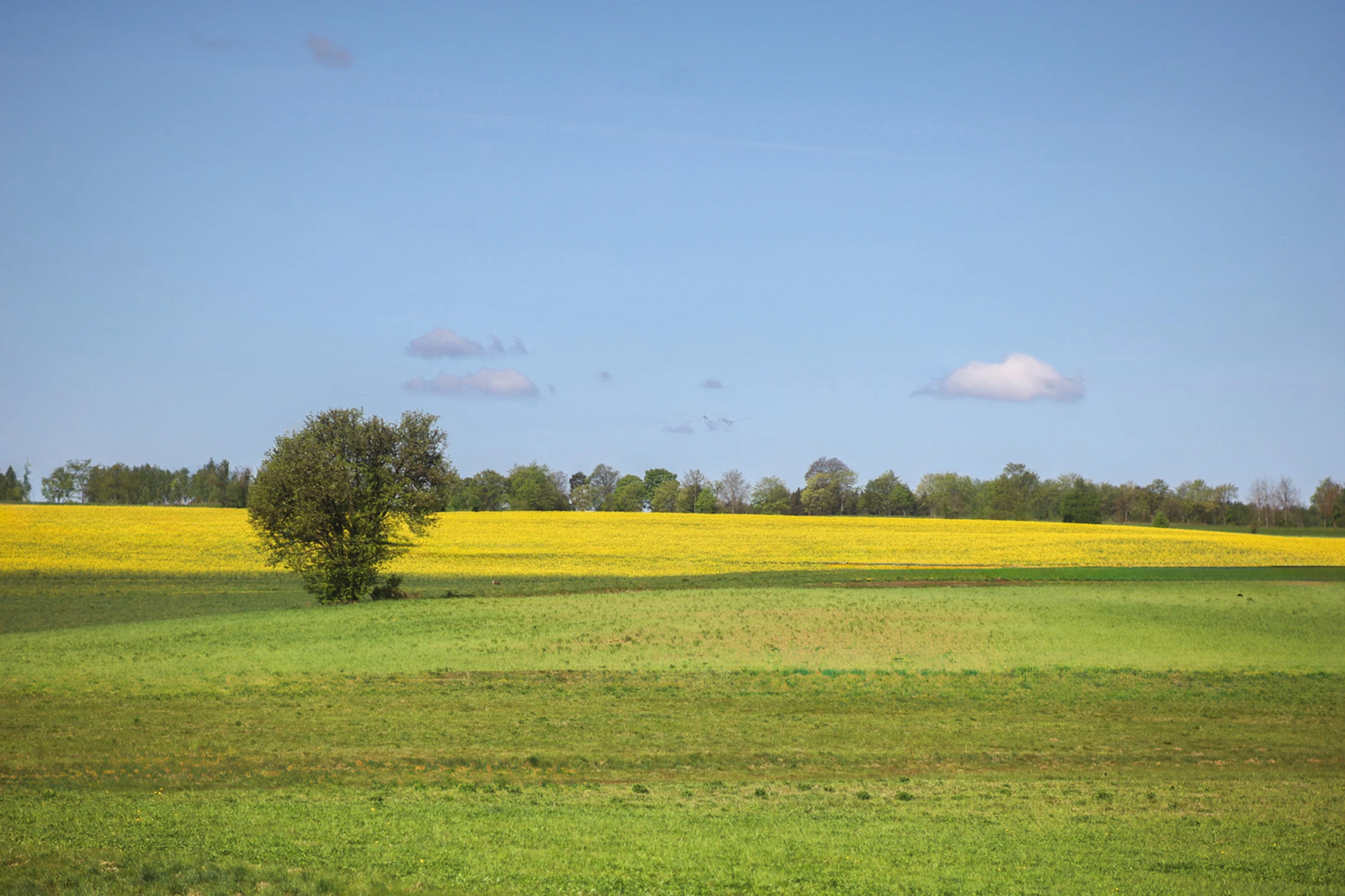 Żółte złoto. 