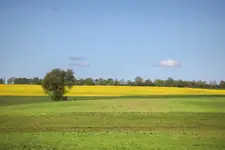 Żółte złoto. 