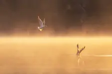 Światłość. 
