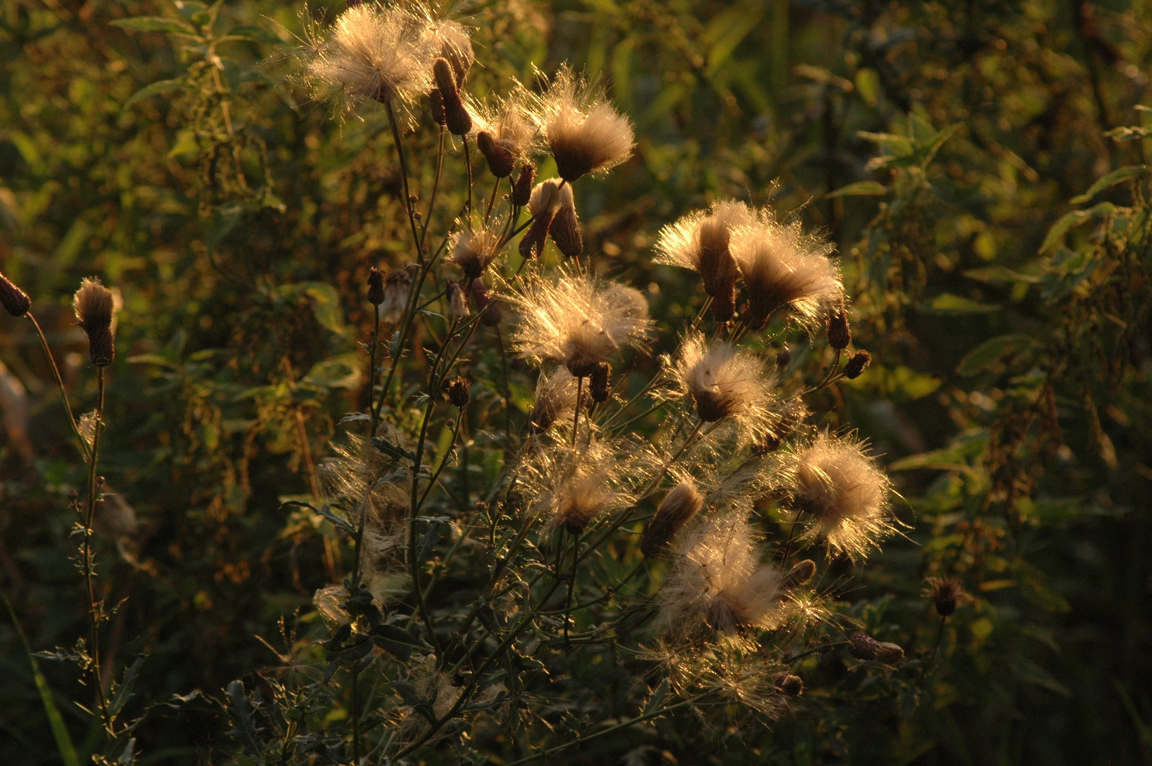 DSC_0076