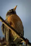 Dumny Robin