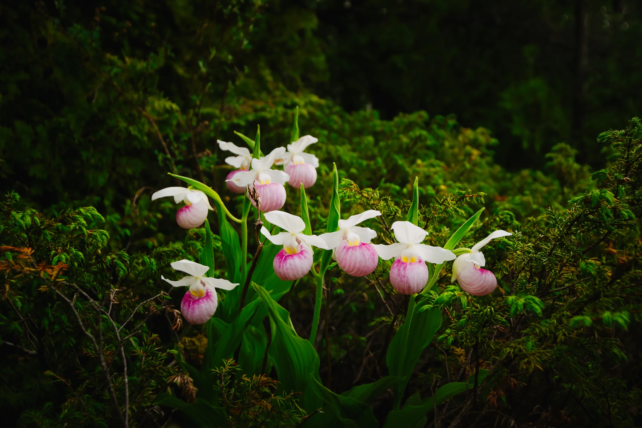 Showy Lady`s Slipper Orchid