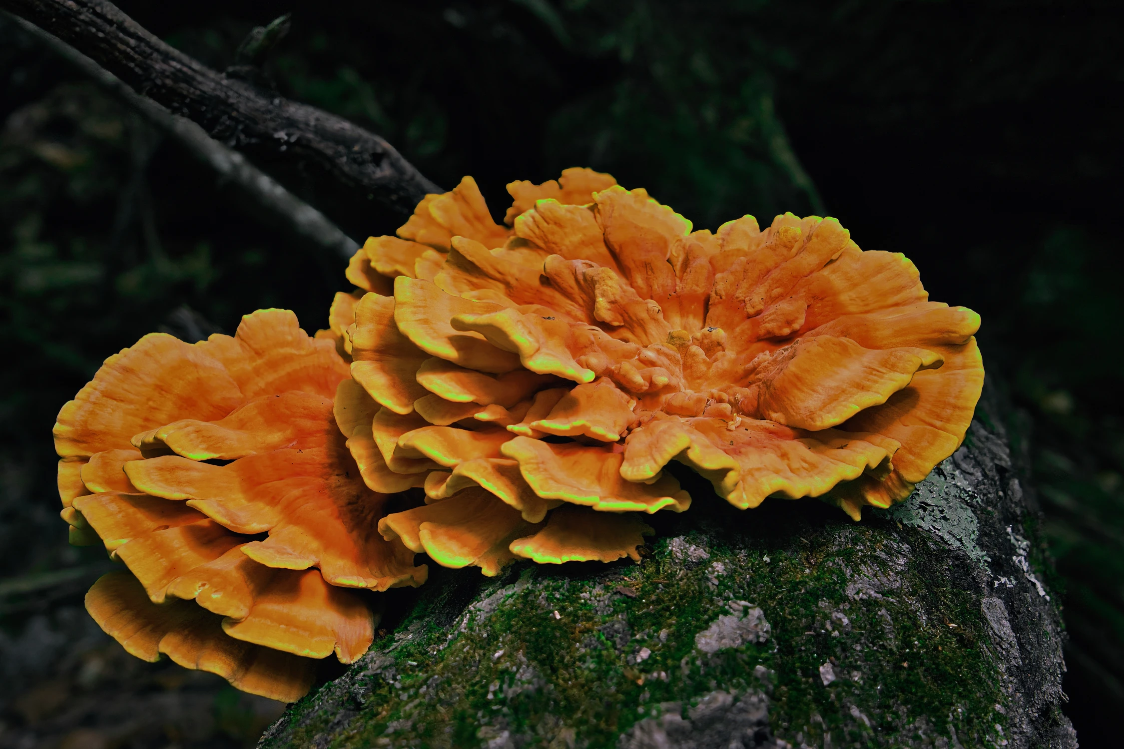 Chicken Of The Woods
