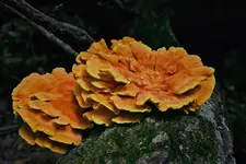 Chicken Of The Woods